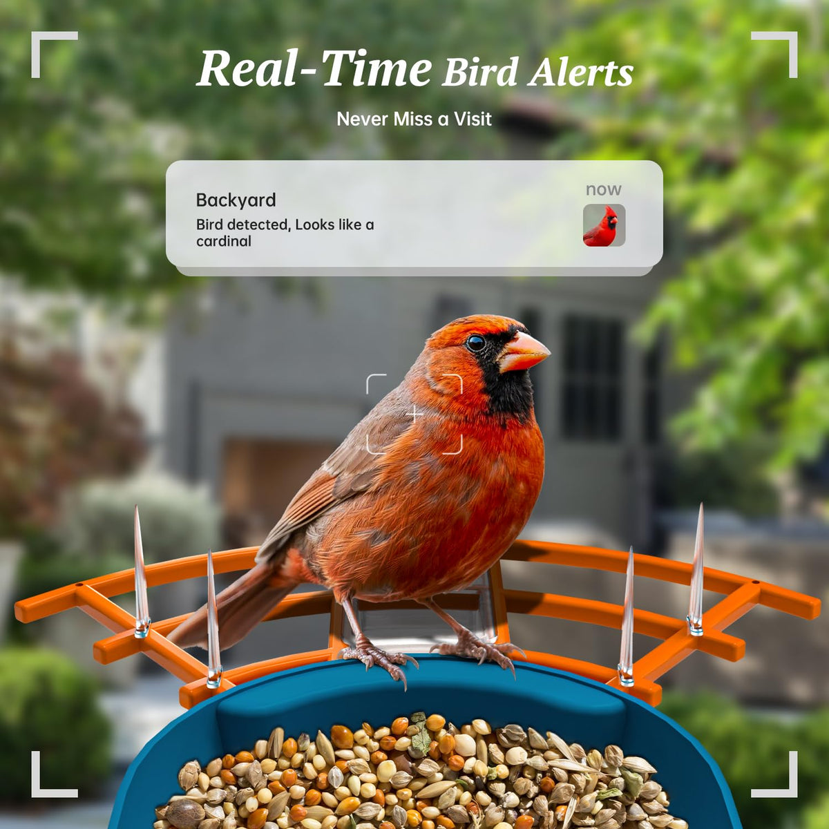 DOCOON AI identify birds helps learn species via app