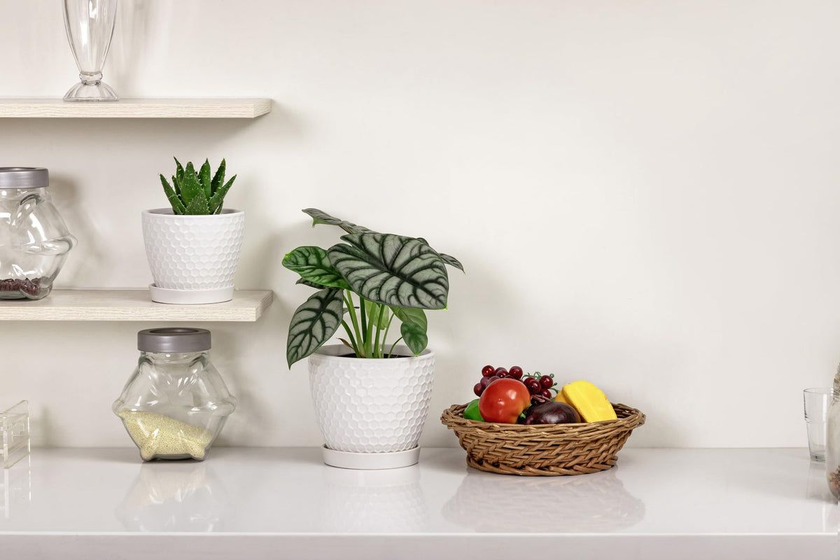 Docrin 5.5-inch small pot suits succulents and herbs beautifully.