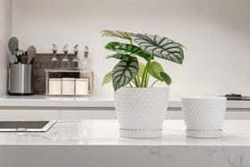 Docrin 6.6-inch large pot ideal for larger indoor plants like fiddle leaf fig.