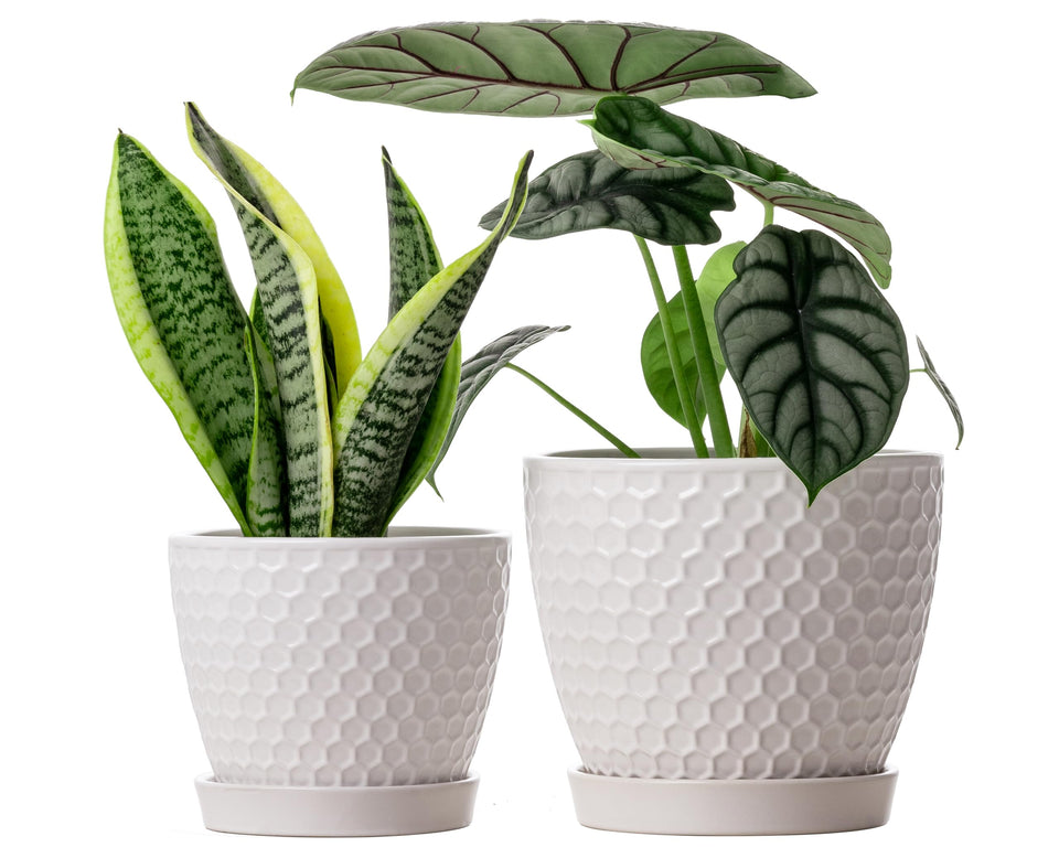 Docrin ceramic plant pots with honeycomb texture add modern style and durable construction.