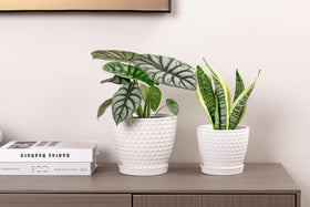 Docrin ceramic planters complement living rooms, offices, and balconies for stylish displays.