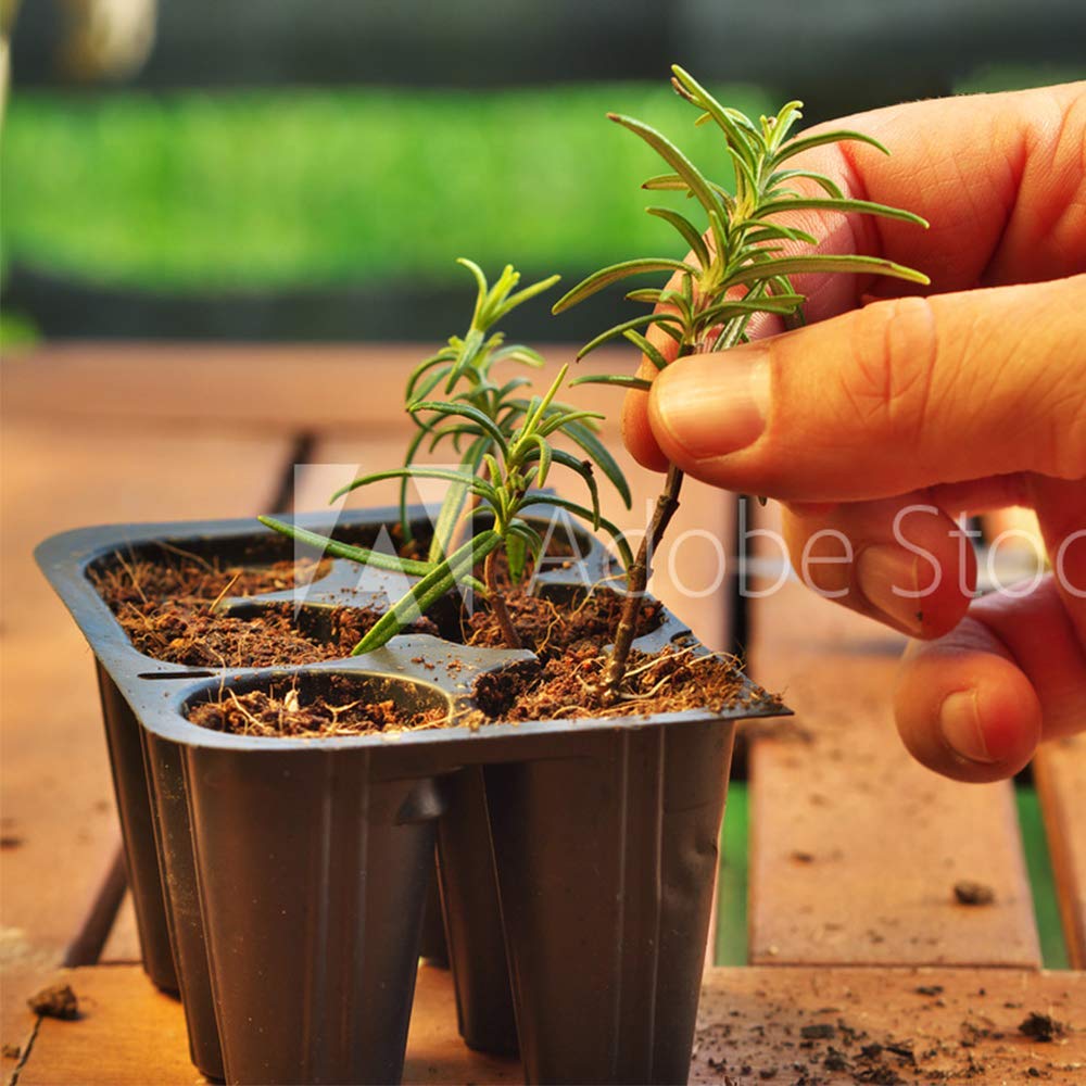 Doff Hormone Rooting Powder being used on cuttings with a dibber