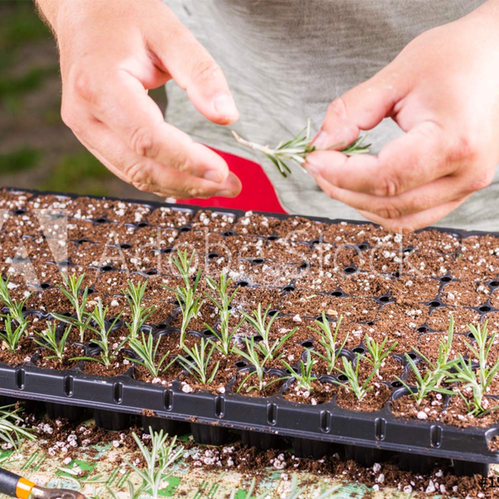Dusting Doff rooting powder onto cuttings for healthier root initiation