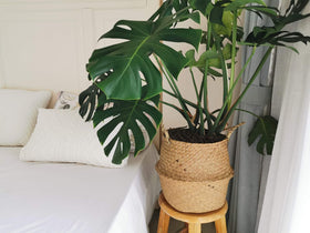 DOKOT plant ready basket used as a plant pot for chic greenery