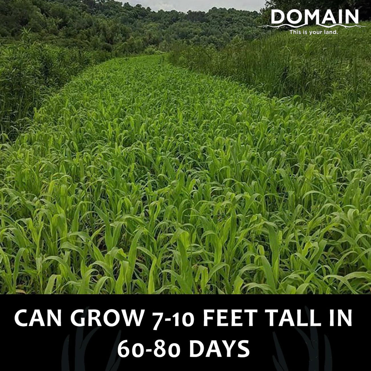 Seed blend withstands wind, rain, and snow to sustain tall growth