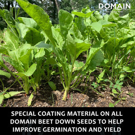 Domain This Is Your Land Beet Down early-season growth forms dense forage canopy