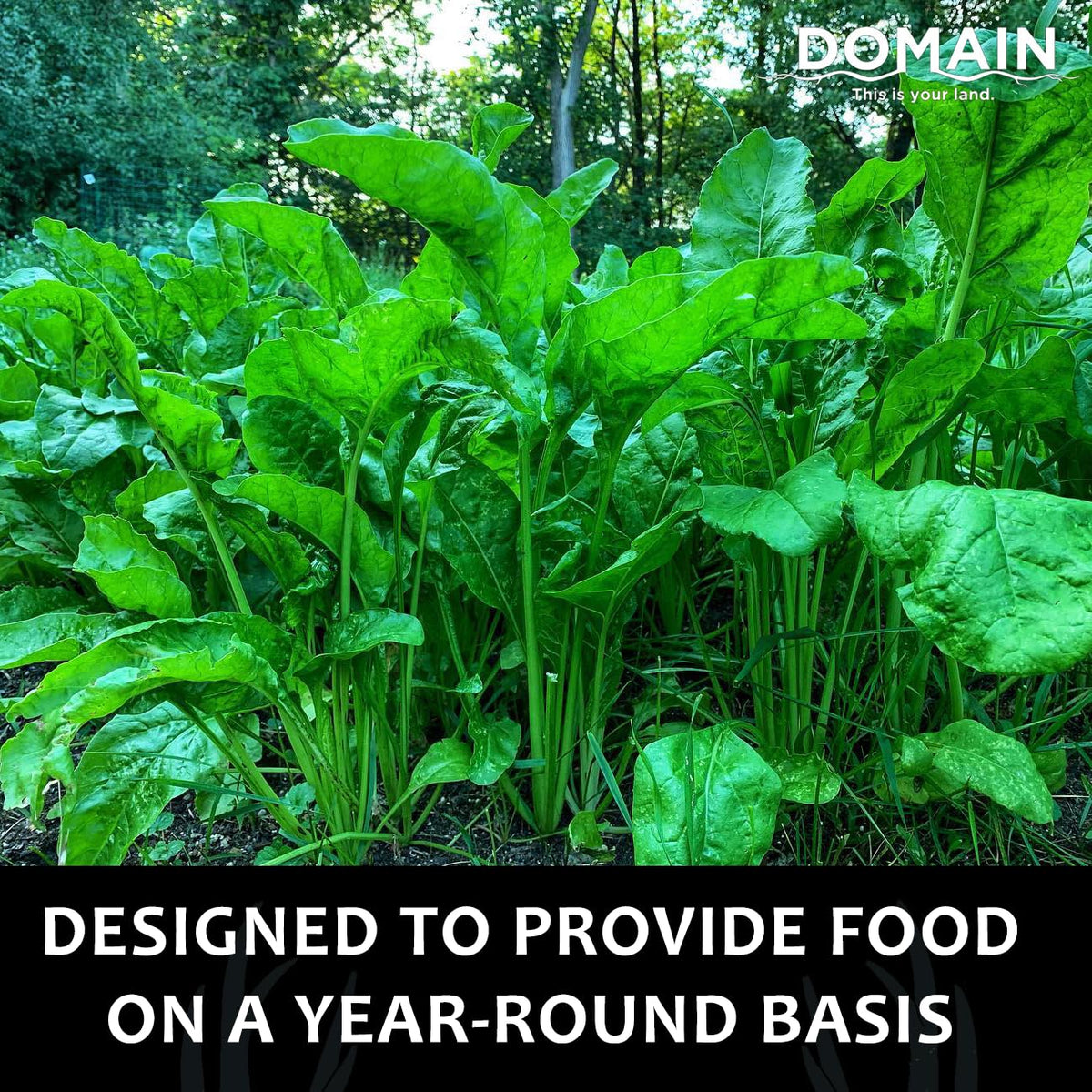 Domain This Is Your Land Beet Down germination process boosts emergence in ideal conditions