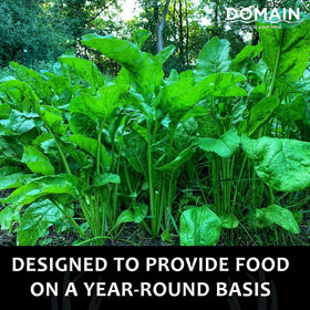 Domain This Is Your Land Beet Down germination process boosts emergence in ideal conditions