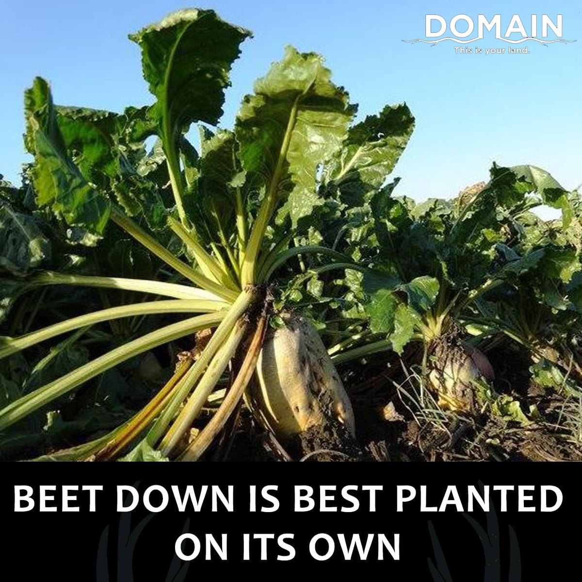 Domain This Is Your Land Beet Down taproots provide energy-rich roots for late-season browse