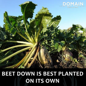 Domain This Is Your Land Beet Down taproots provide energy-rich roots for late-season browse