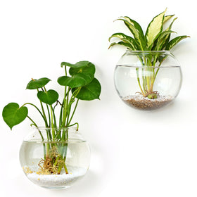 DomeStar decor-friendly vase suits living rooms and offices