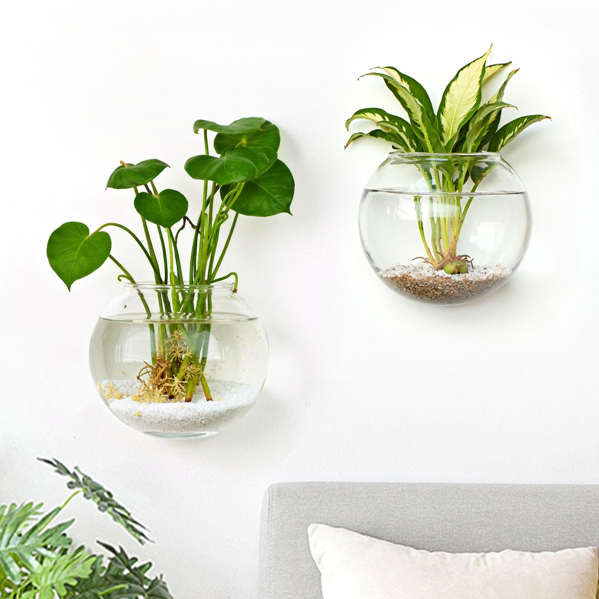 DomeStar wall vase 2pc set for stylish, space-saving plant displays