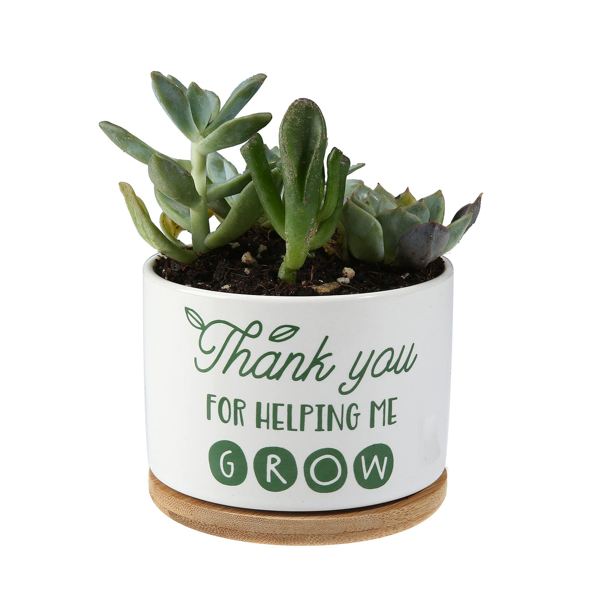 DOMG small succulent planter suits indoor and outdoor spaces.