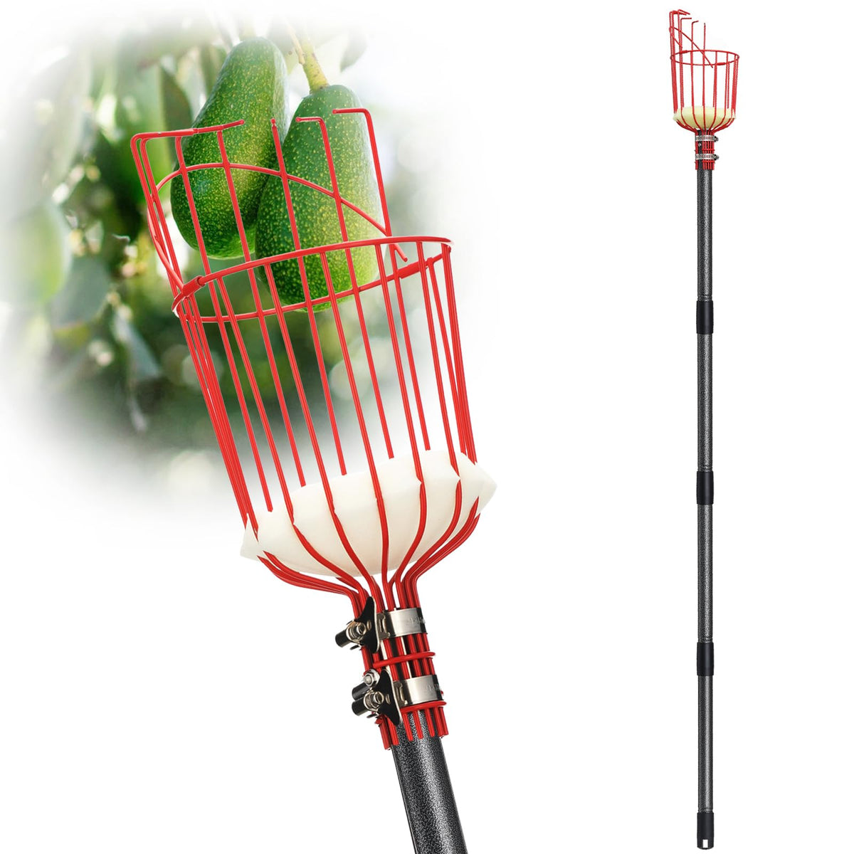 DonSail fruit picker pole extended to reach high fruit trees safely.