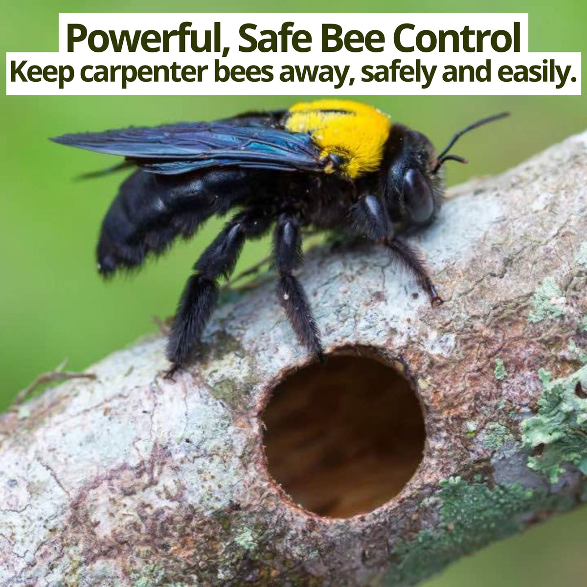 Donaldson Farms Carpenter Bee Spray aiming into nest galleries for targeted coverage.
