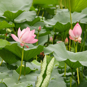 Doter Aquatic Soil packaging highlights eco-friendly substrate for ponds and tanks