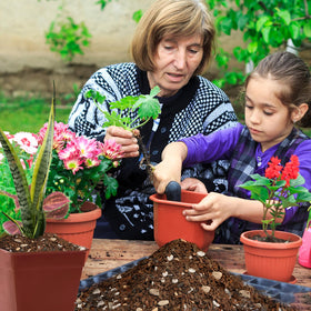 Doter Bonsai Soil Mix indoor-outdoor setup suitable for versatile bonsai care.