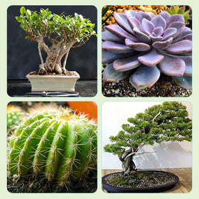 Doter Bonsai Soil Varieties Indoors Outdoors support versatile bonsai growth.
