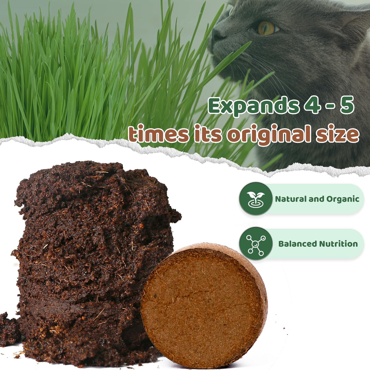 Doter cat grass indoor planter displays healthy greens.