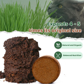 Doter cat grass indoor planter displays healthy greens.