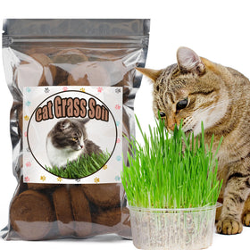 Doter disc potting soil prepped for cat grass planting.