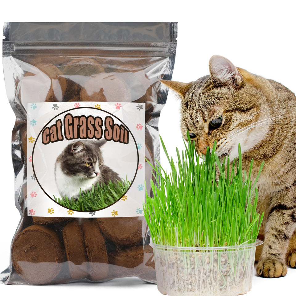 Doter disc potting soil prepped for cat grass planting.
