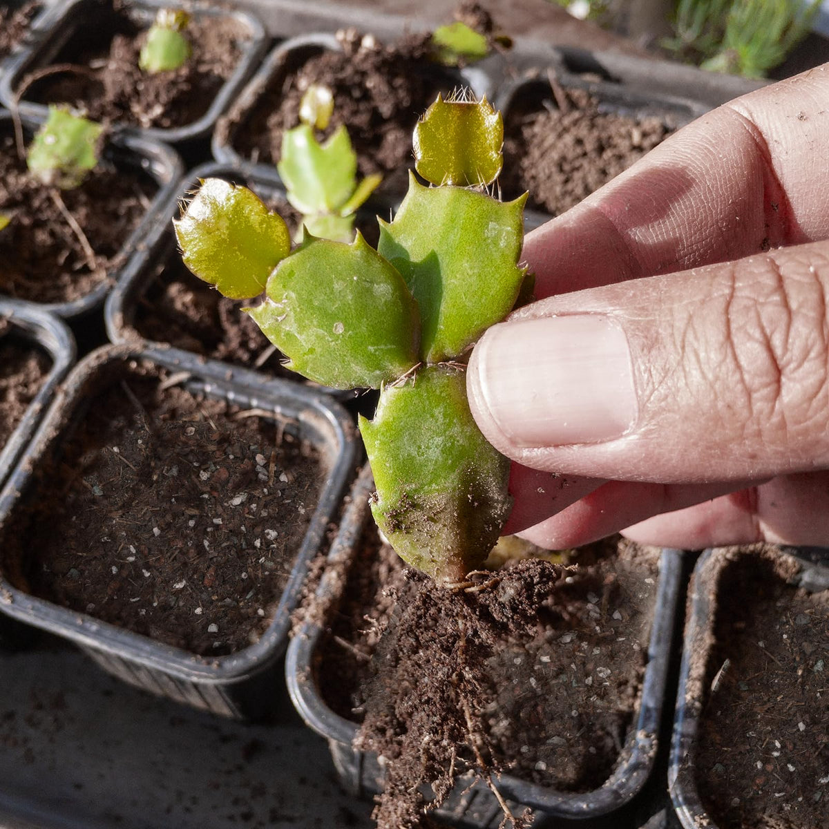 Doter drainage and ventilation for a healthy root environment
