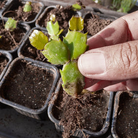 Doter drainage and ventilation for a healthy root environment