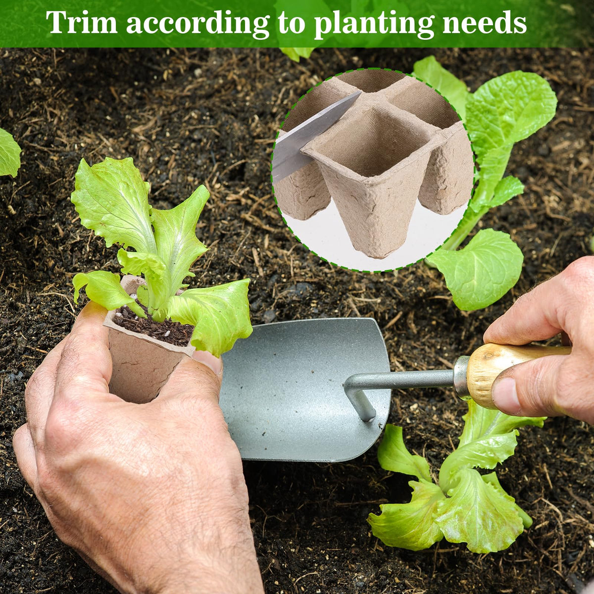 Doter durable seedling tray maintains structure through the seedling stage