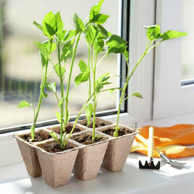 Doter biodegradable trays simplify transplanting with less root disturbance