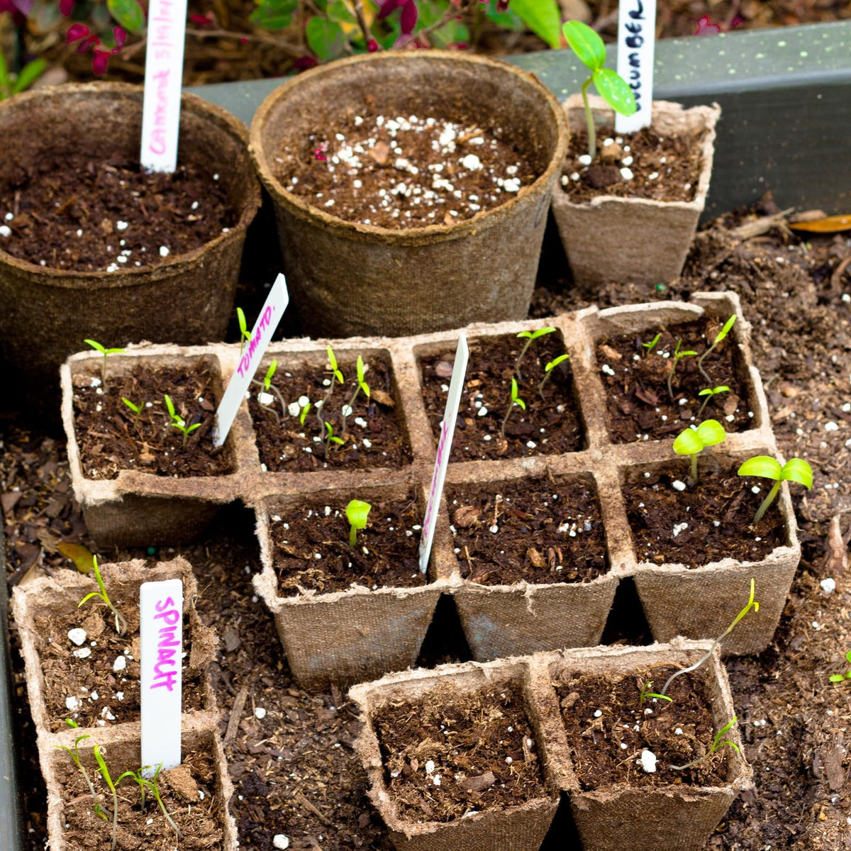 Doter 120-cell starter trays help tidy seedling setups for transplant readiness