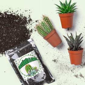Doter nutrient-rich slow-release formula feeding succulents with steady nourishment.