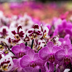 Doter orchid potting mix packaging with satisfaction guarantee.