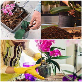 Doter orchid repotting scene with mix promoting root growth.