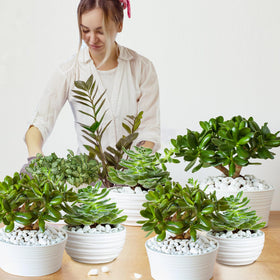 Doter Organic Chunky Perlite remains lightweight and resists decomposition.