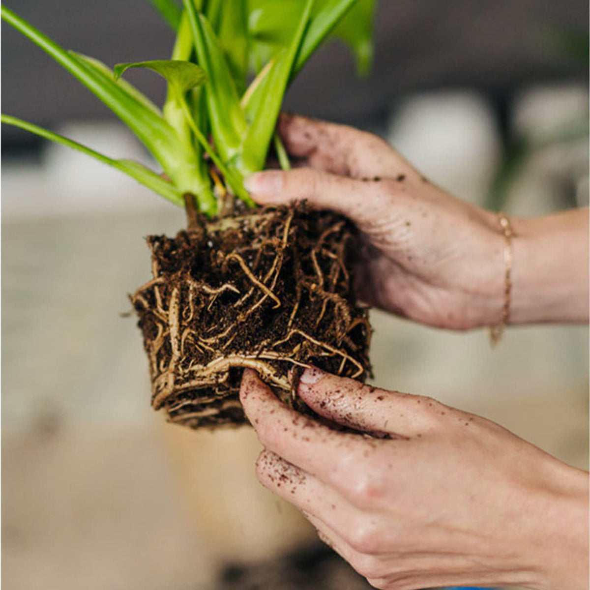 Doter Organic Sphagnum Peat Moss non-compacting texture enhances soil drainage