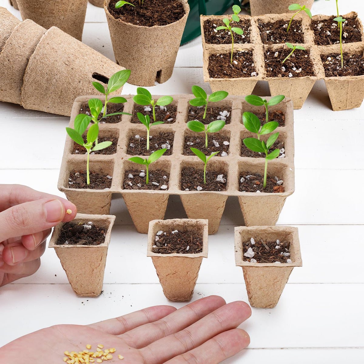 Doter plant starter tray designed for various seeds and robust early growth