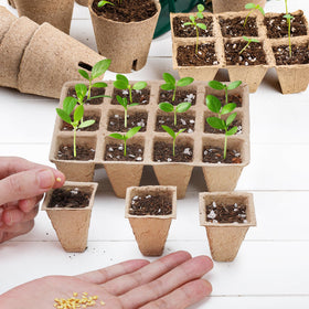 Doter plant starter tray designed for various seeds and robust early growth