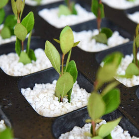 Doter Perlite's bright white texture supports soil structure and porosity