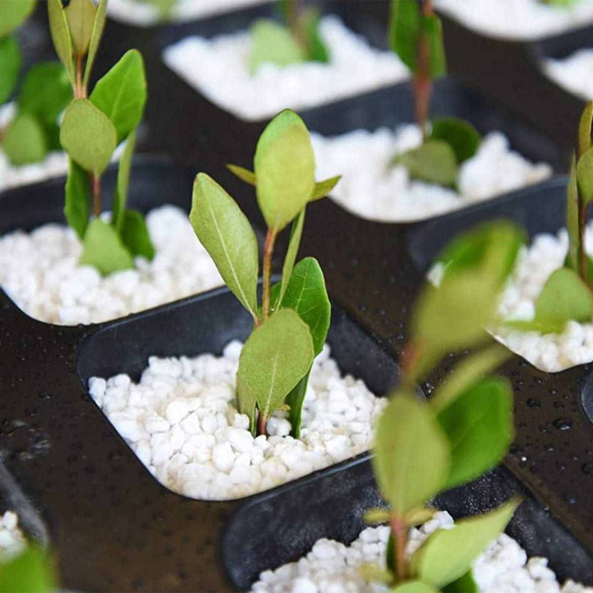 Doter Perlite suits indoor and outdoor potting mixes for flexible use.