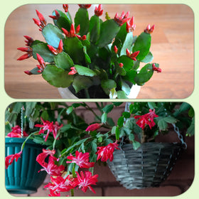 Doter care-ready mix for vibrant indoor foliage
