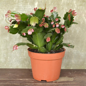 Doter versatile indoor plant mix suitable for multiple species