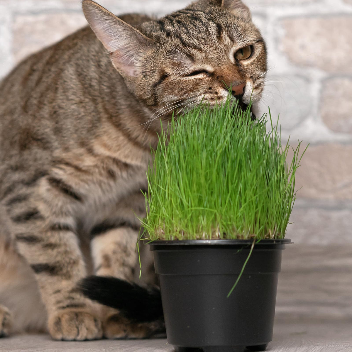 Doter wheat grass seedling flourishing in coconut coir.