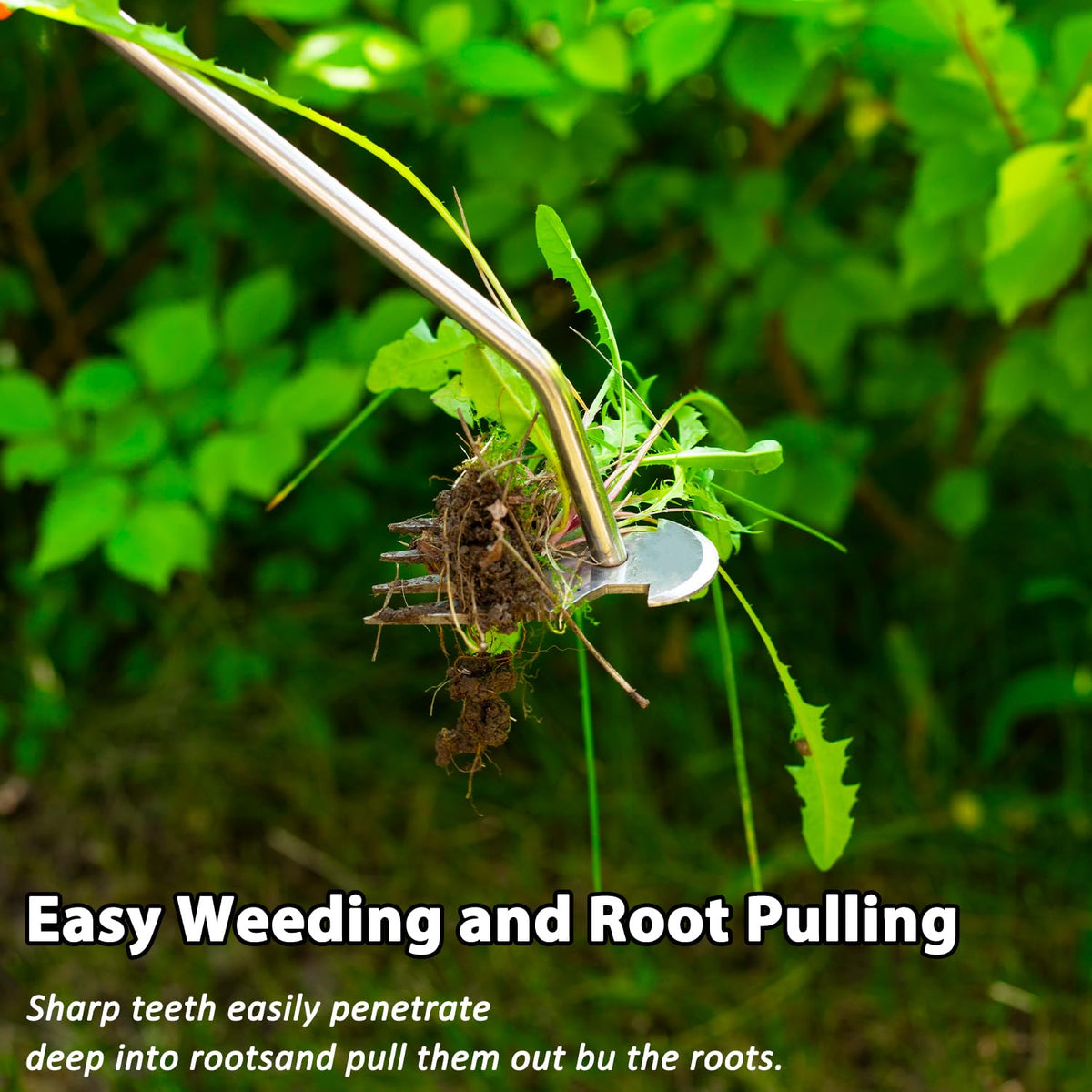 Dotet weed remover suitable for dandelions and shallow roots in beds
