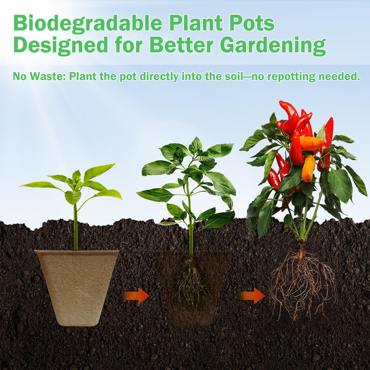 Doubleggs mini transplant tools included for easy potting and transplanting.