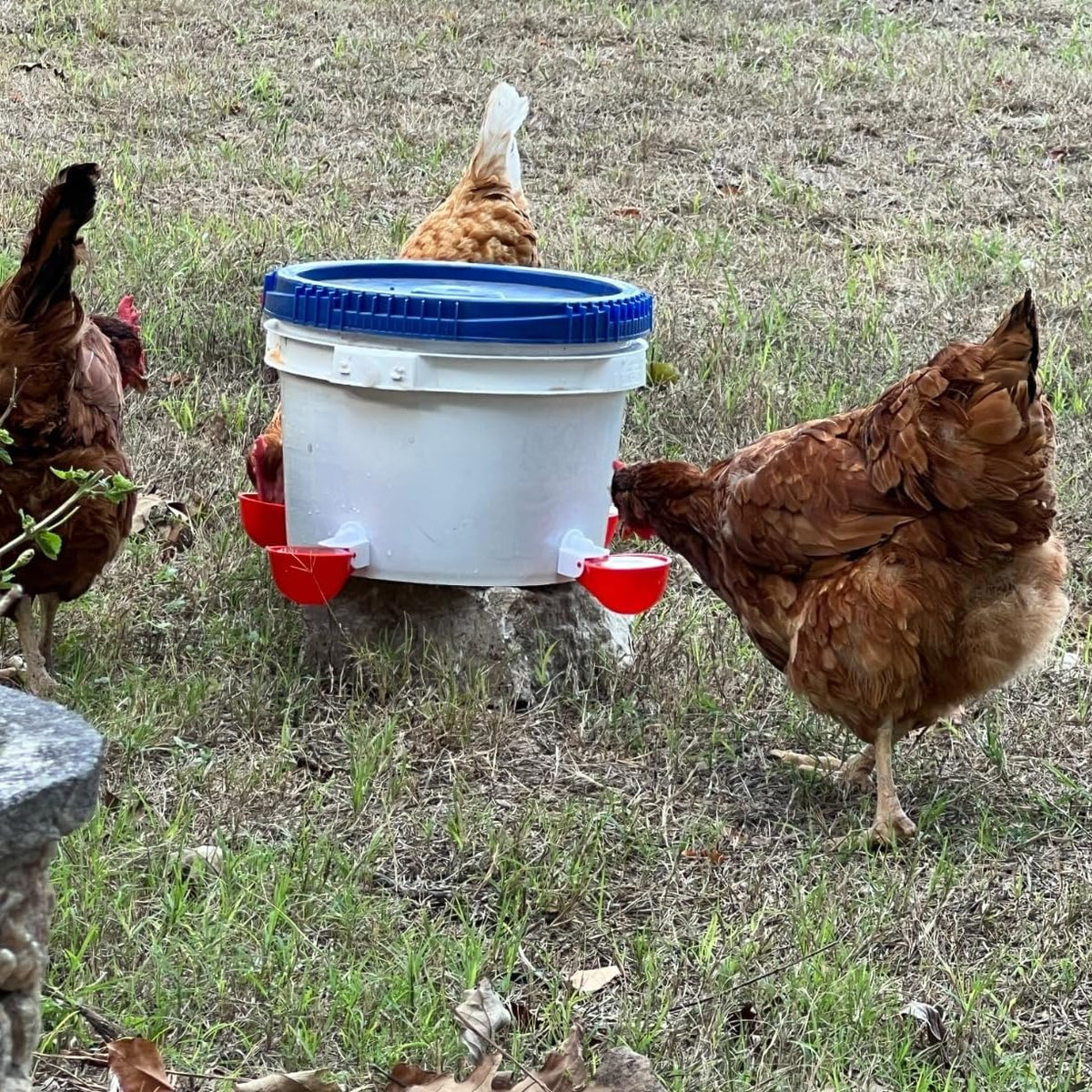 Close-up of durable DoubleWood Chicken Waterer Cups for reliable hydration.