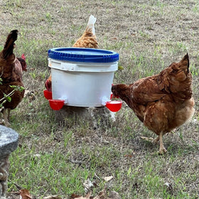 Close-up of durable DoubleWood Chicken Waterer Cups for reliable hydration.