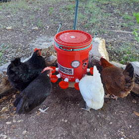 DoubleWood Chicken Waterer Cups in coop delivering constant water to poultry.