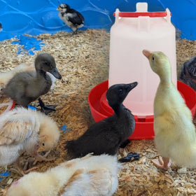 DoubleWood compact waterer setup fits busy coops and spaces.