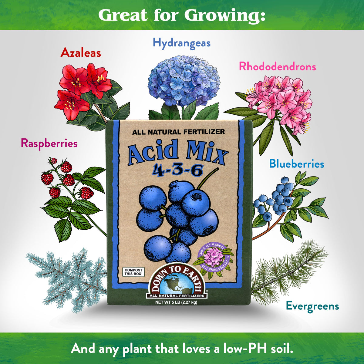 Down To Earth Organic Acid Mix around rhododendrons leaves, helps soil stay low in pH for uptake.